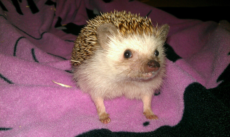 Illustration for article titled Help me choose a prickle pic!